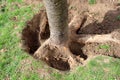 Large tree roots unearthed with soil removed before cutting it down and digging out of ground to plant new tree surrounded with Royalty Free Stock Photo