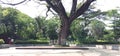 Large tree in the Sekartaji park