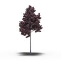 Large tree with a shadow under it Royalty Free Stock Photo