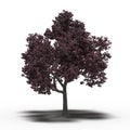 Large tree with a shadow under it Royalty Free Stock Photo