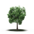 Large tree with a shadow under it, isolated on white background Royalty Free Stock Photo