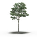 Large tree with a shadow under it Royalty Free Stock Photo