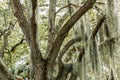 Large Tree With Spanish Moss