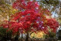 Large tree sporting beautiful red fall foliage, on a clear Autumn day at Sleepy Hollow Cemetery, Upstate New York, NY