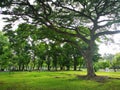 A large tree that spreads branch over a wide area on green grass in the park nature background Royalty Free Stock Photo