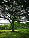 A large tree that spreads branch over a wide area on green grass in the park nature background Royalty Free Stock Photo