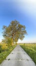 A large tree standing at the side of a country cement road Royalty Free Stock Photo