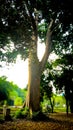 Majestic Tree Bathed in Sunlight in a Green Park Royalty Free Stock Photo