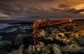 Large Tree Stump Driftwood on Beach Royalty Free Stock Photo