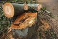 Large Tree Stump Logs