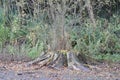 This large tree stump looks quite dead but from it are growing new branches.