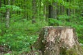 Large tree stump with moss in the forest. Close up Royalty Free Stock Photo