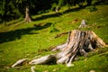 Large tree stump in summer forest Royalty Free Stock Photo