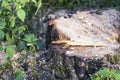 Large tree stump in summer forest Royalty Free Stock Photo