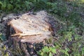 Large tree stump in summer forest Royalty Free Stock Photo