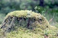 Large tree stump in summer forest with green moss. Royalty Free Stock Photo