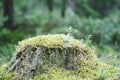 Large tree stump in forest with green moss Royalty Free Stock Photo