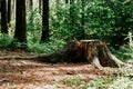 Large tree stump in summer forest. Tree stump in the forest. Huge felled tree in a park Royalty Free Stock Photo