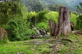 Large tree stump in summer forest Royalty Free Stock Photo