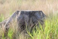 A large tree stump surrounded by tall growing grasses in a field