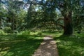 Large tree in swamp part of Albert Kahn Park - Boulogne-Billancourt - France Royalty Free Stock Photo