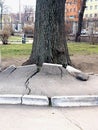 roots of a large tree break an asphalt road in the city Royalty Free Stock Photo