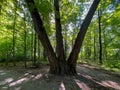 A large tree with three trunks growing in a park in Pszczyna, Poland Royalty Free Stock Photo