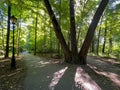 A large tree with three trunks growing in a park in Pszczyna, Poland Royalty Free Stock Photo