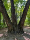A large tree with three trunks growing in a park in Pszczyna, Poland Royalty Free Stock Photo