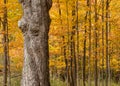 Large Tree Trunk Against Autumn Forest