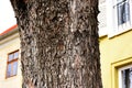 large tree trunk bark closeup detail with scaled pattern. soft blurred background of house exterior elevation Royalty Free Stock Photo