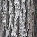 Large tree trunk bark Woodgrain pattern for wallpaper or background