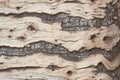 Large tree trunk bark Woodgrain pattern for wallpaper or background