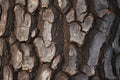 Large tree trunk bark Woodgrain pattern for wallpaper or background