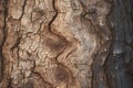 Large tree trunk bark Woodgrain pattern for wallpaper or background