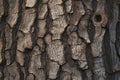 Large tree trunk bark Woodgrain pattern for wallpaper or background