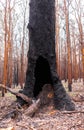 A burnt out tree trunk in a forest after a bush fire Royalty Free Stock Photo