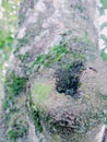 large tree trunk covered in moss Royalty Free Stock Photo