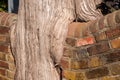 Large tree trunk growing around both sides of a brick garden wall Royalty Free Stock Photo