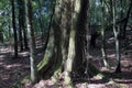 Large tree trunk in Mawphlang sacred forest Royalty Free Stock Photo