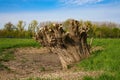 Large tree trunk with sawn branches. Spring landscape