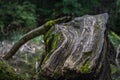 Large tree trunk or stump, aged and covered in moss Royalty Free Stock Photo