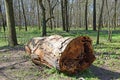 Large tree trunk in the woods Royalty Free Stock Photo
