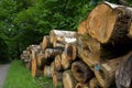 Large tree trunks in the middle of the forest Royalty Free Stock Photo