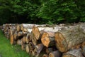 Large tree trunks in the middle of the forest Royalty Free Stock Photo