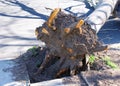 Tree ripped from ground laying across street, wind damage