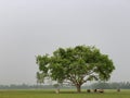 Large tree beside an urban streets unique photo