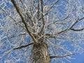 Large tree view from below, on spreading branches, covered with snow and hoarfrost