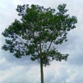 a large tree whose trunk has branches Royalty Free Stock Photo