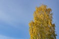 Large Tree With Yellow Autumn Leaves Against The Blue Sky, Place For Text, Copy Space